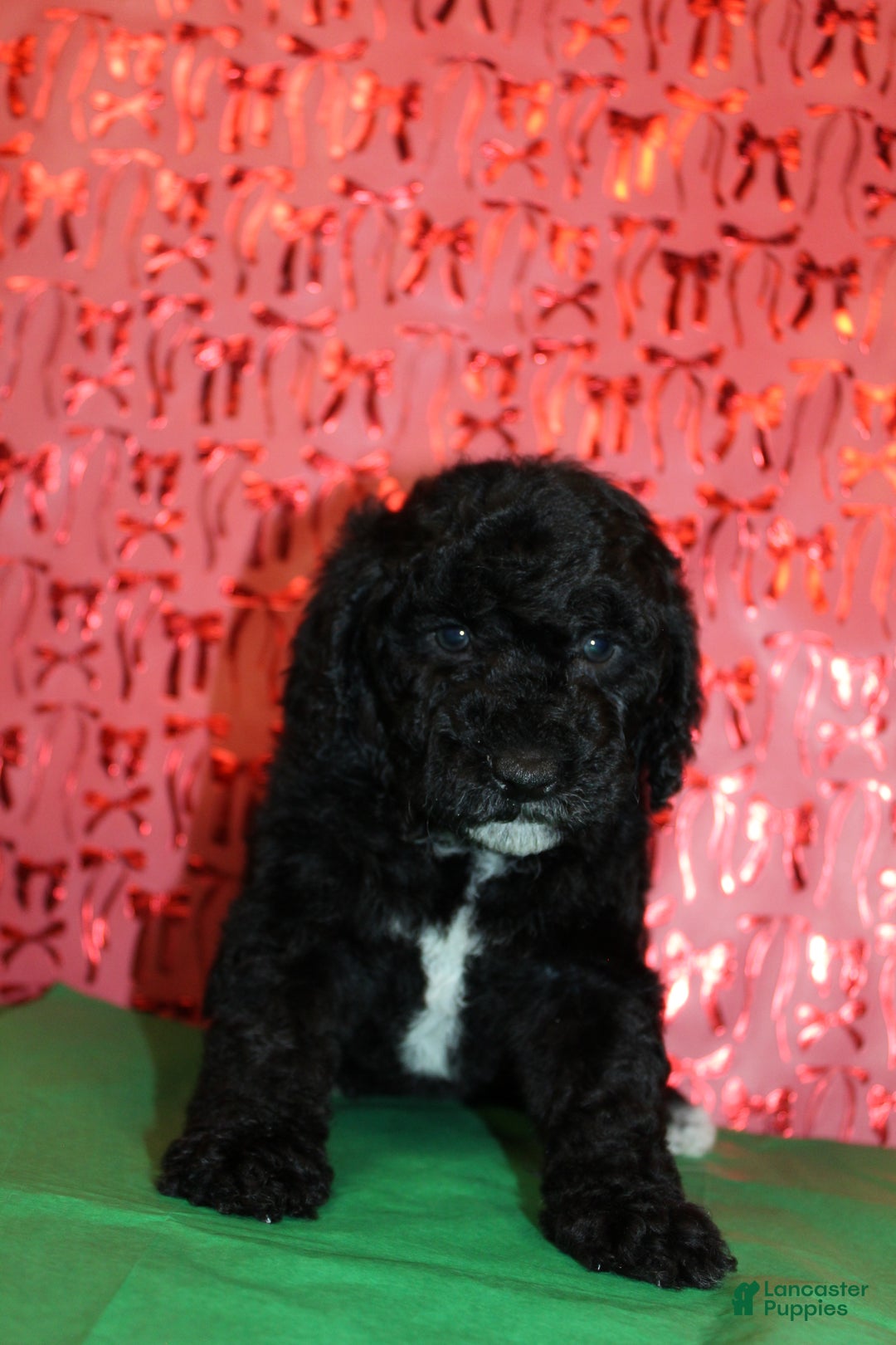 Miniature Poodle dogs for sale: Pepper - Ad 3