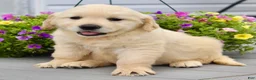 Golden Retriever dogs for sale: Ottis - Ad 4