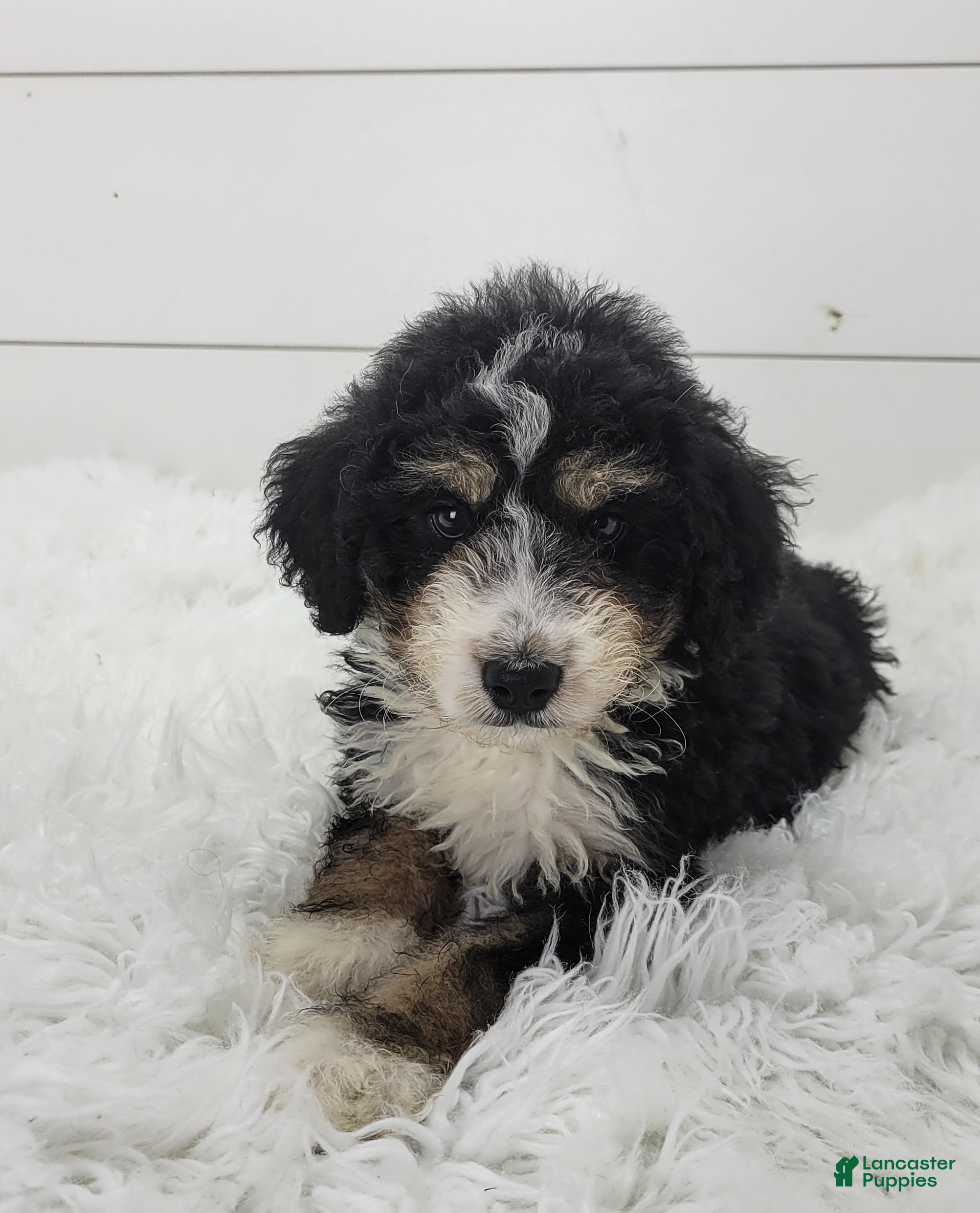Bernedoodle dogs Bernedoodle Puppy 1 - Ad 2