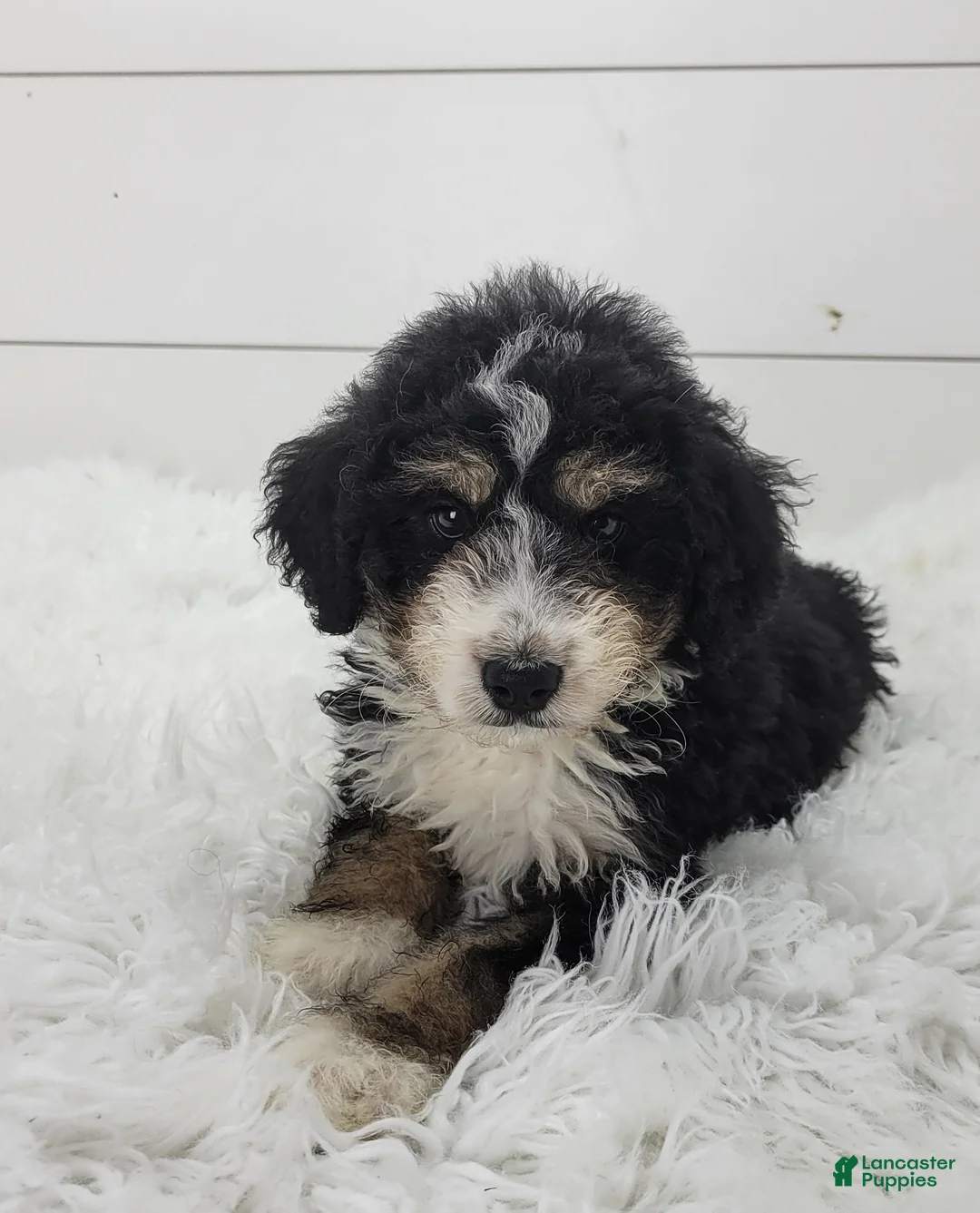 Bernedoodle dogs for sale: Bernedoodle Puppy 1 - Ad 2