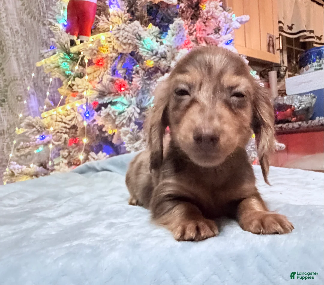 Miniature Dachshund dogs for sale: AKC Russian pra clear - Ad 94