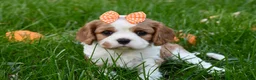 Cavalier King Charles Spaniel dogs for sale: Vera - Ad 11