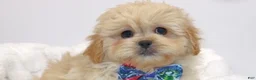 Pekapoo dogs for sale: Pekapoo 1 - Ad 2