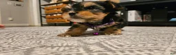 Yorkshire Terrier dogs for sale: Yorkshire Terrier 1 - Ad 12