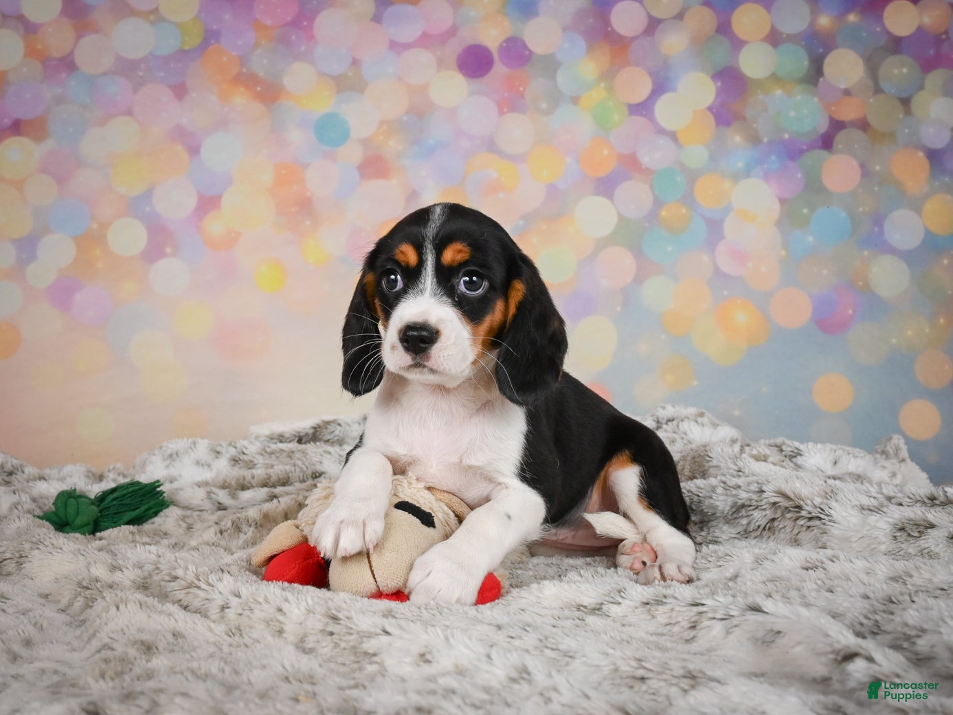 Beaglier dogs for sale: Bailey - Ad 2
