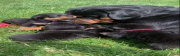 Rottweiler dogs for sale: Purple Female - Ad 7