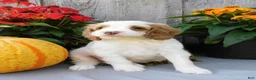Cockapoo dogs for sale: Jax - Ad 6