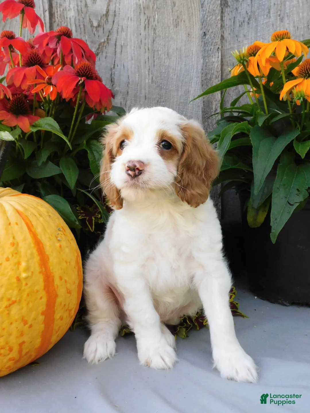 Cockapoo dogs for sale: Jax - Ad 6
