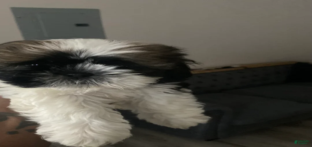 Gallery Image {{count}}