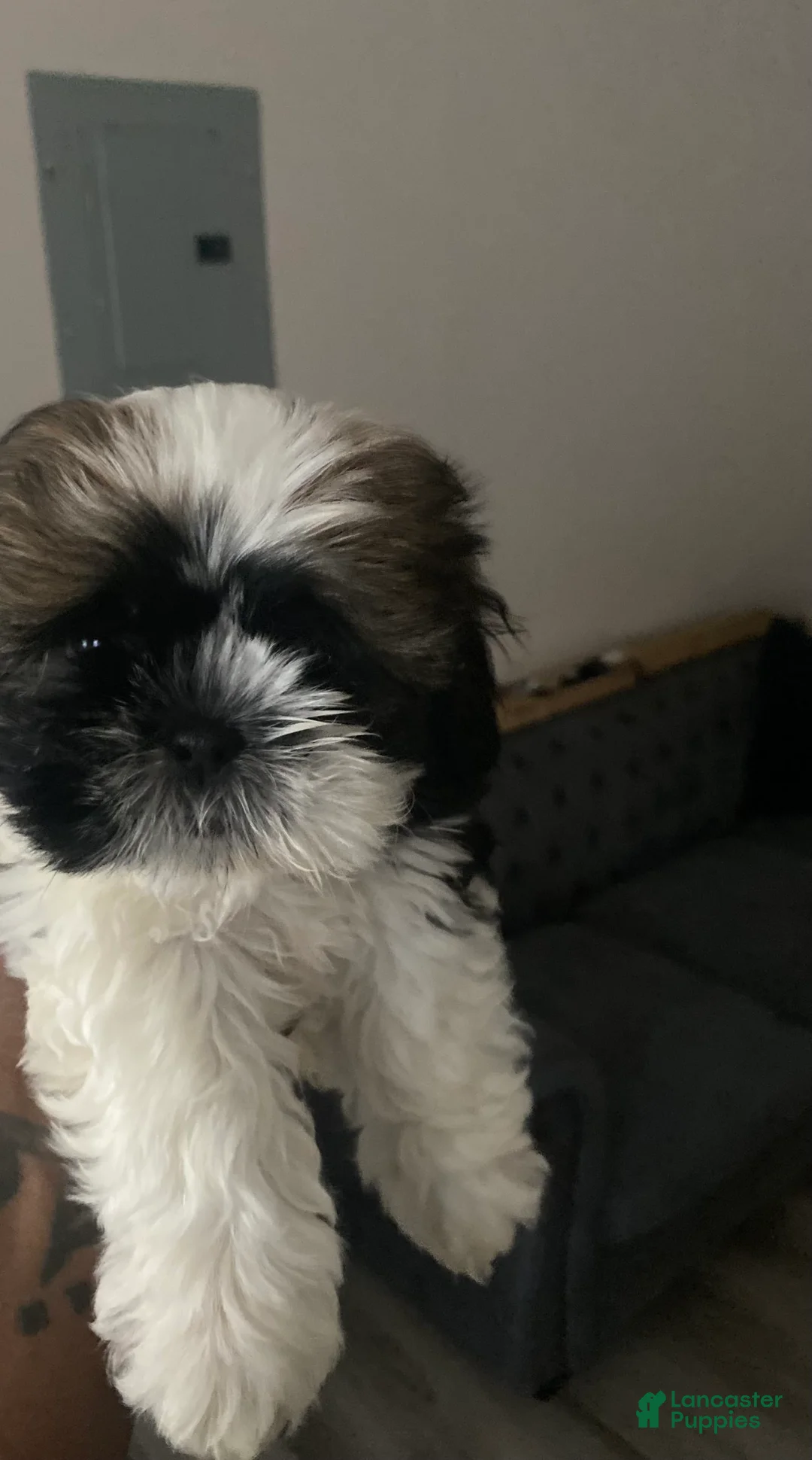 Gallery Image {{count}}