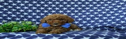 Mini Goldendoodle dogs for sale: Rumford 10 lbs full grown - Ad 6