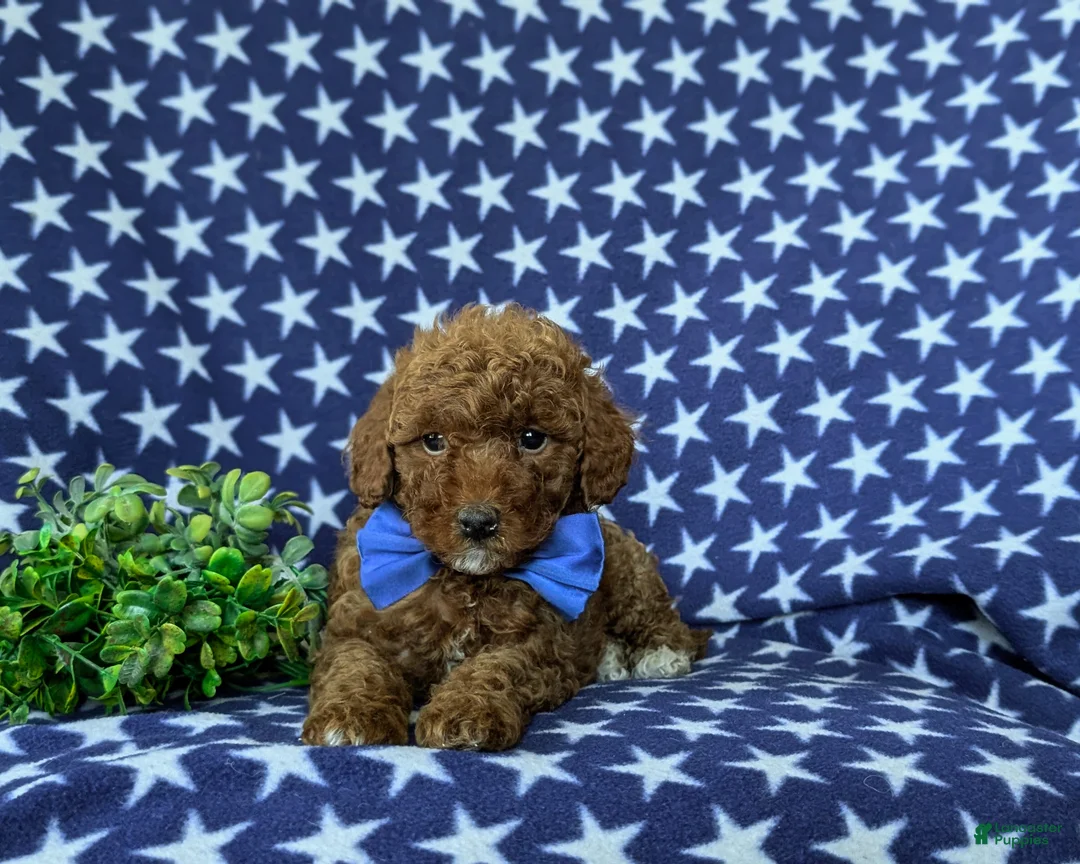 Mini Goldendoodle dogs for sale: Rumford 10 lbs full grown - Ad 6