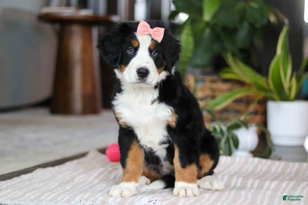 Bernese Mountain Dog dogs for sale: Lily - Ad 2