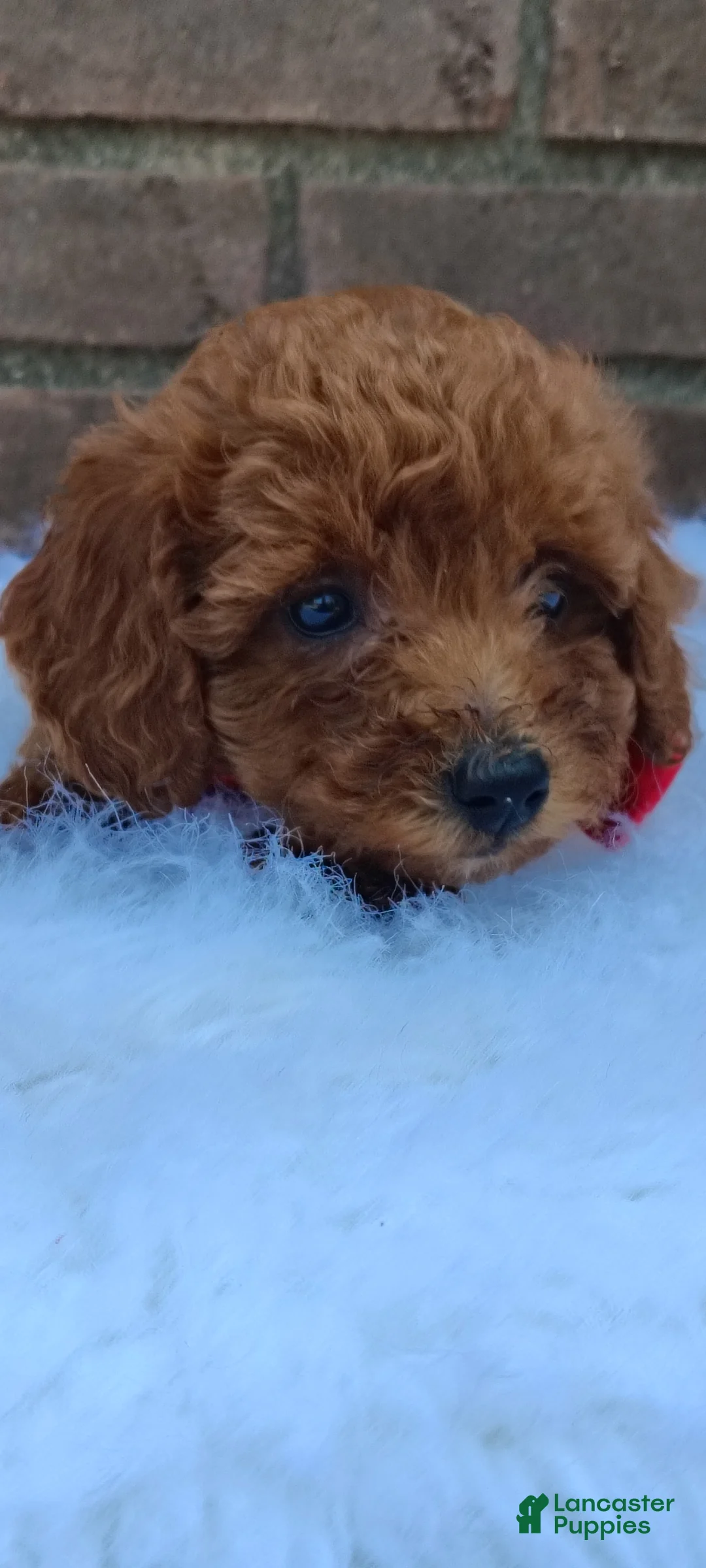 Mini Goldendoodle dogs for sale: Molly  - Ad 9