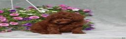 Miniature Poodle dogs for sale: Dustin - Ad 5