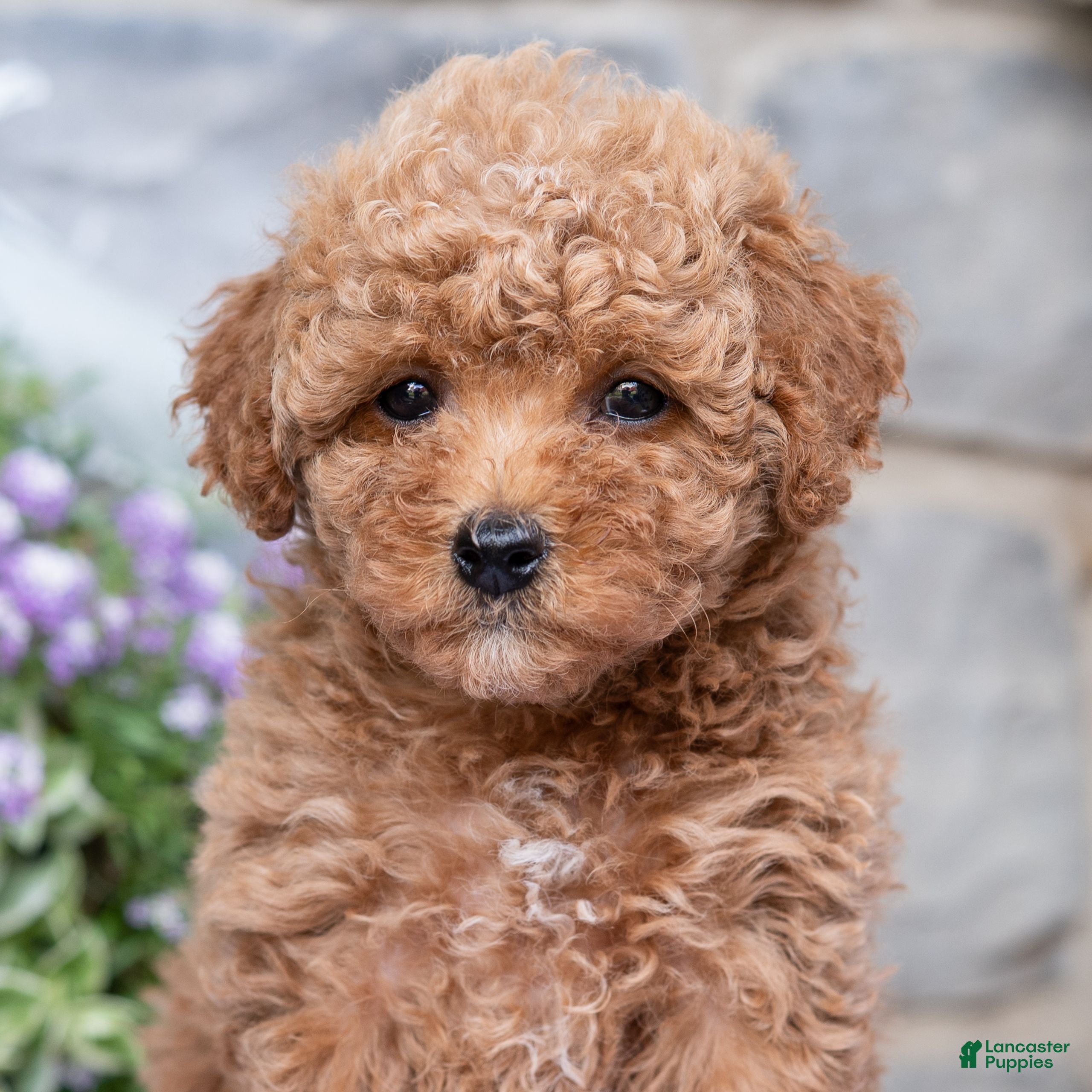 Havapoo dogs Allie  - Ad 2