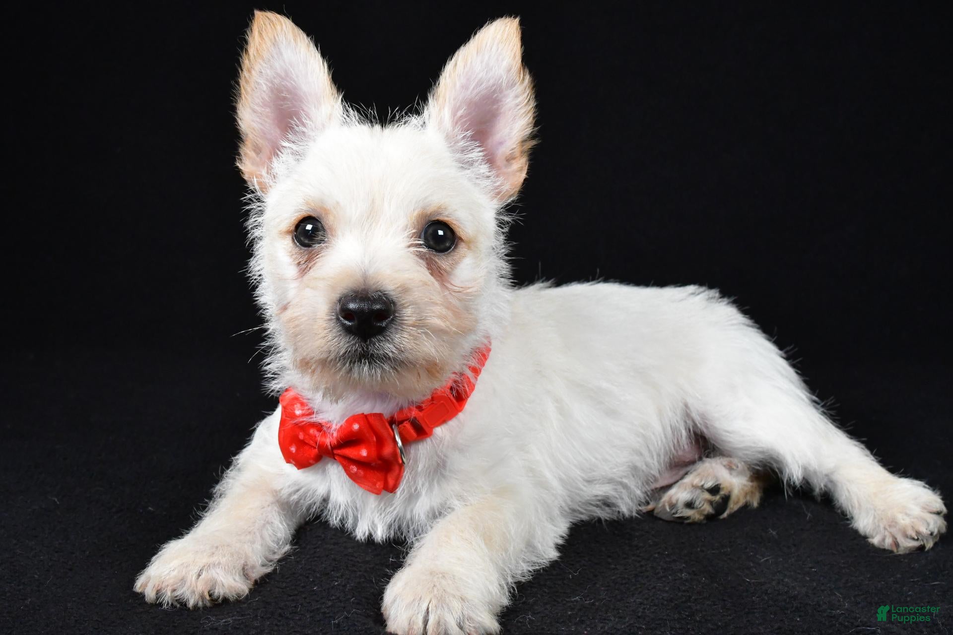 Cairn Terrier dogs Asher - Ad 2