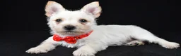 Cairn Terrier dogs for sale: Asher - Ad 2
