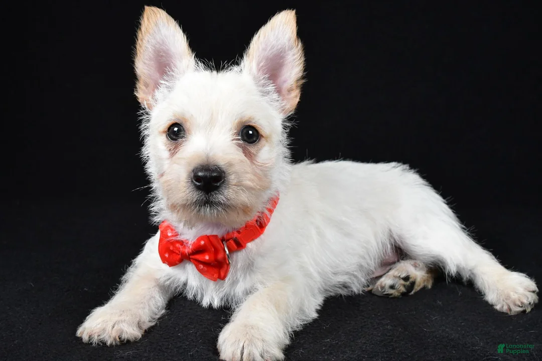 Cairn Terrier dogs for sale: Asher - Ad 2