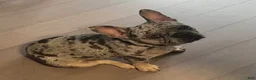 French Bulldog dogs for sale: Izzy - Ad 5