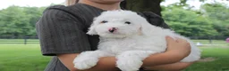 Mini Goldendoodle dogs for sale: Toby - Ad 3
