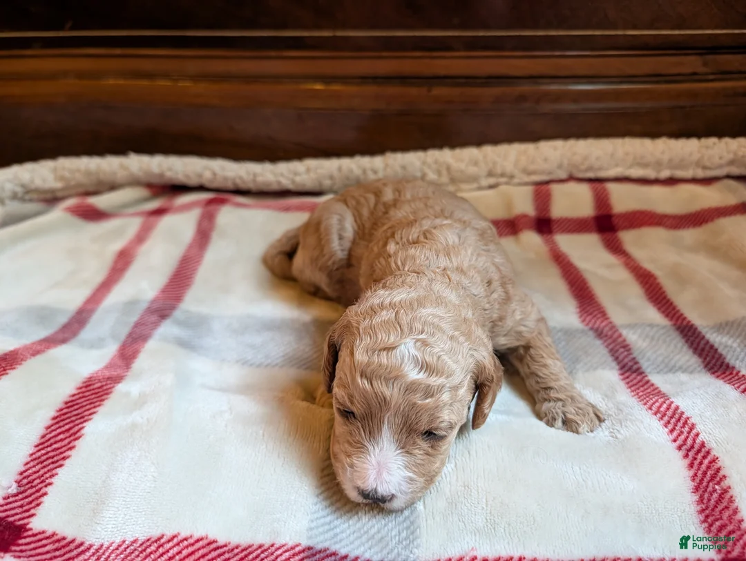 Mini Goldendoodle dogs for sale: Sadie - Ad 2