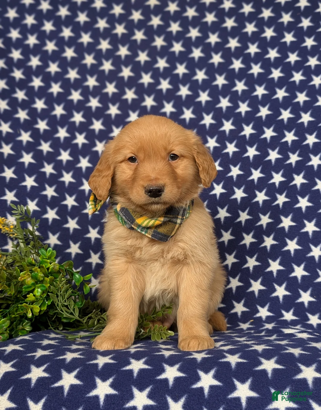 Golden Retriever dogs for sale: Fonso - Ad 2