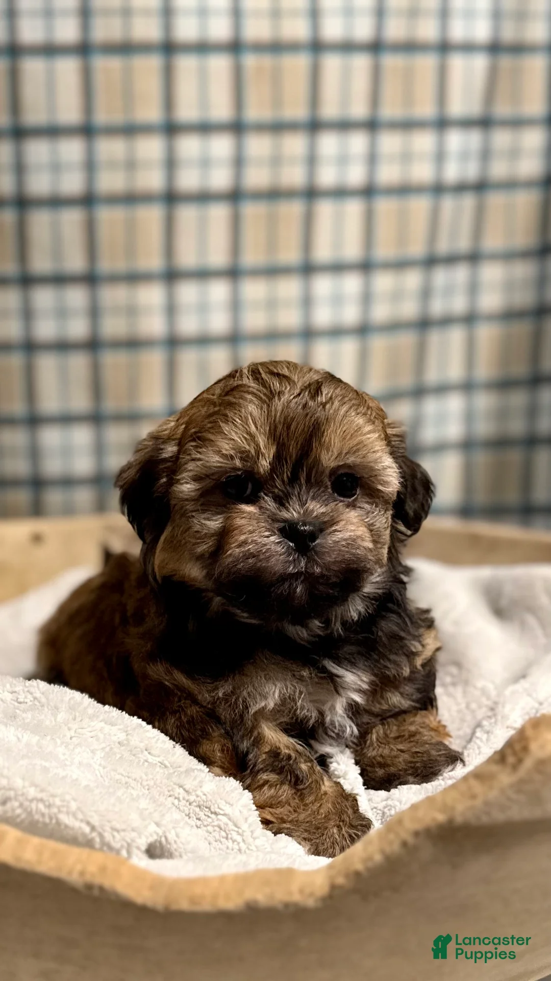 Teddy Bear dogs for sale: LYNDON - Ad 1