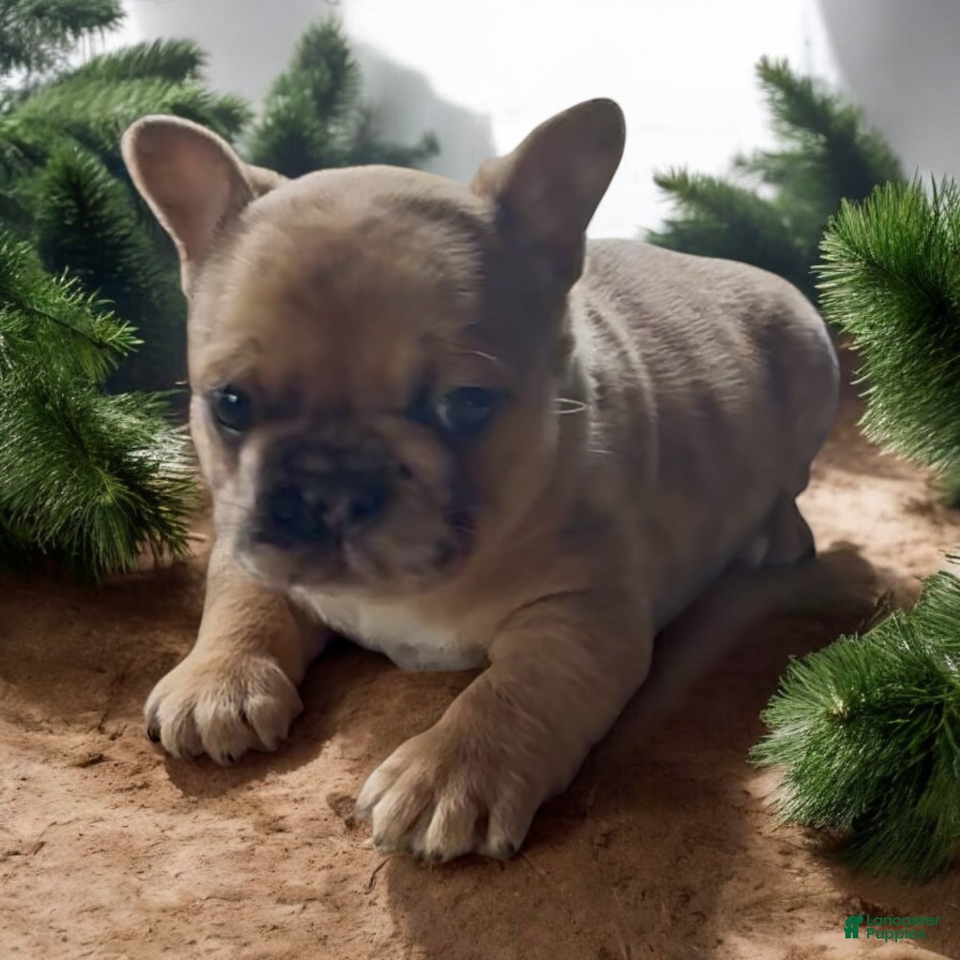 French Bulldog dogs Finn - Ad 9