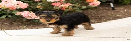 Yorkshire Terrier dogs for sale: Conquistador  - Ad 3