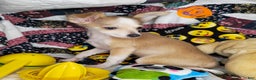 Chihuahua dogs for sale: Nikole LH - Ad 1