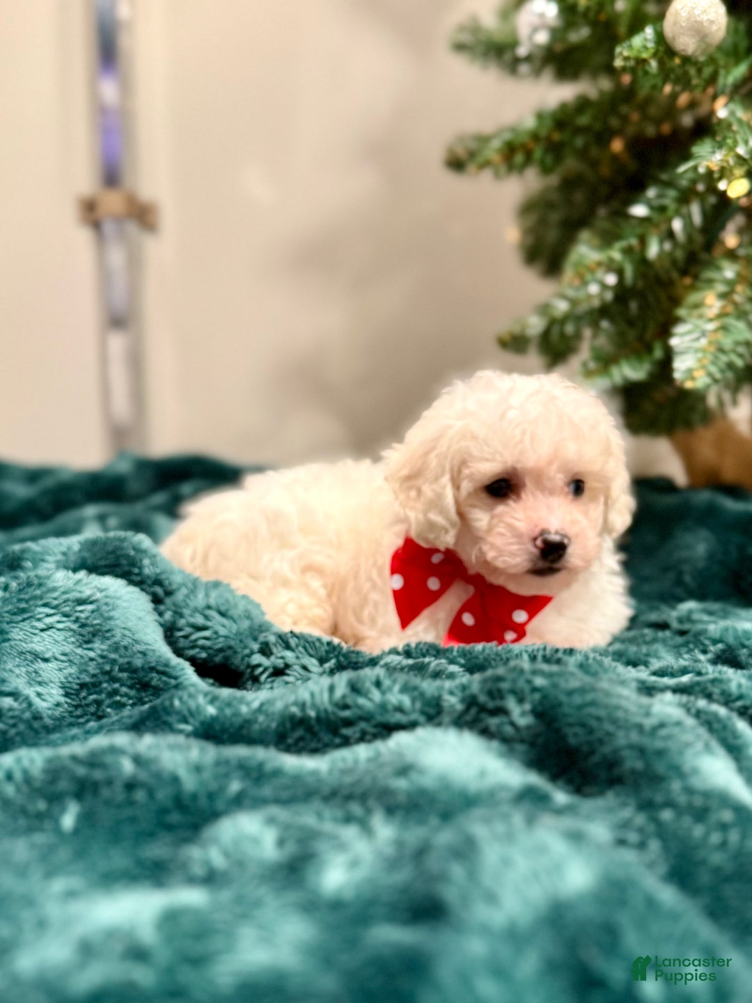 Bichon Frise dogs for sale: Cohen ACA - Ad 3