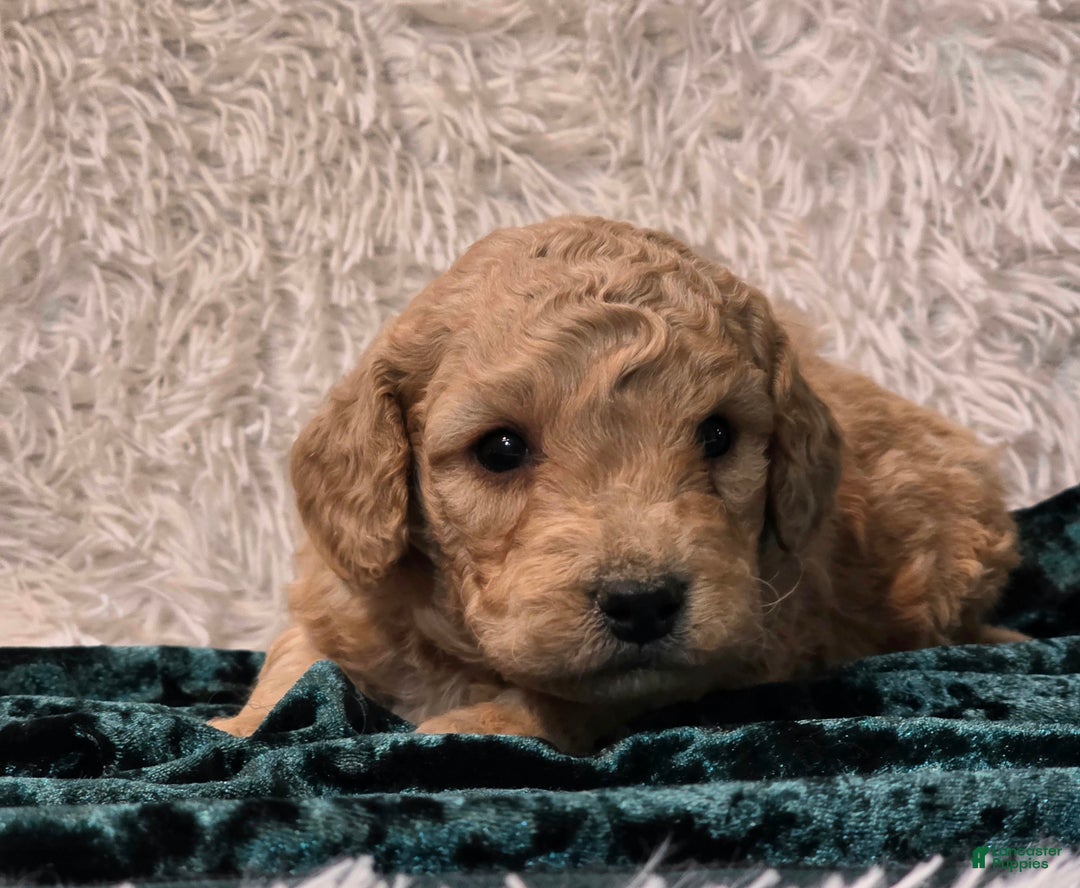 Mini Goldendoodle dogs for sale: Jingles - Ad 3