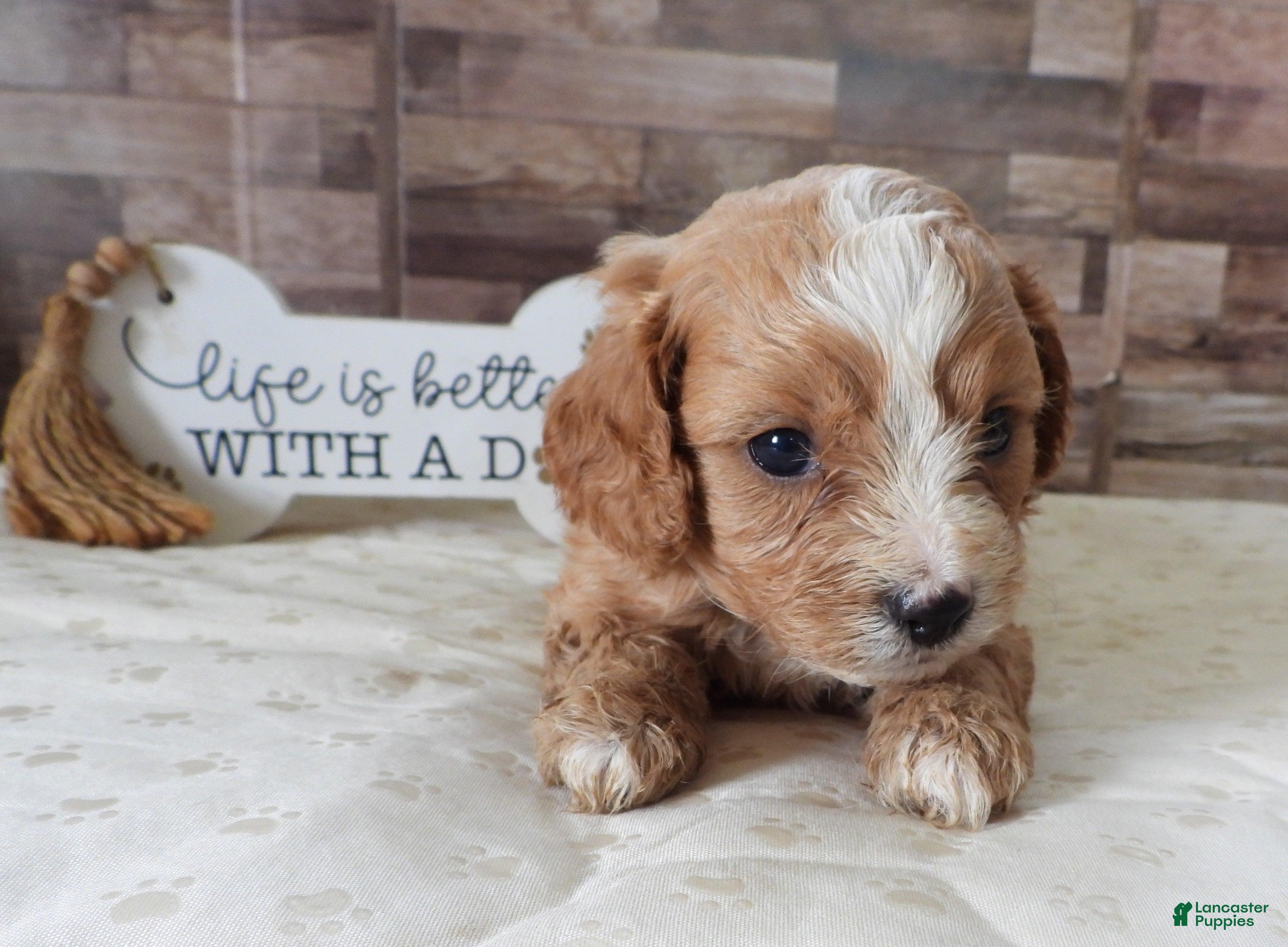 Cavapoo dogs #2 Male (Whitney) - Ad 35