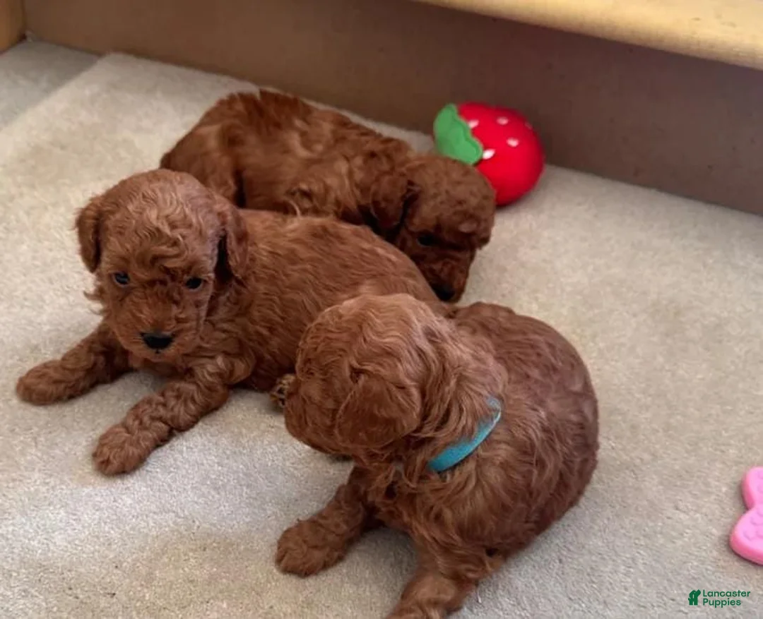 Maltipoo dogs for sale: Maya - Ad 7