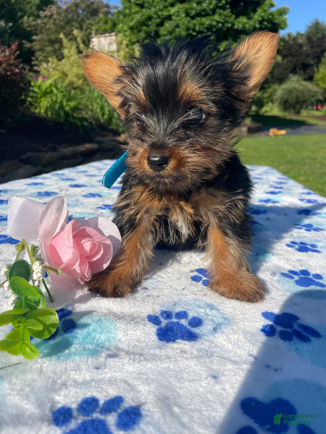 Yorkshire Terrier dogs for sale: Jackson - Ad 2