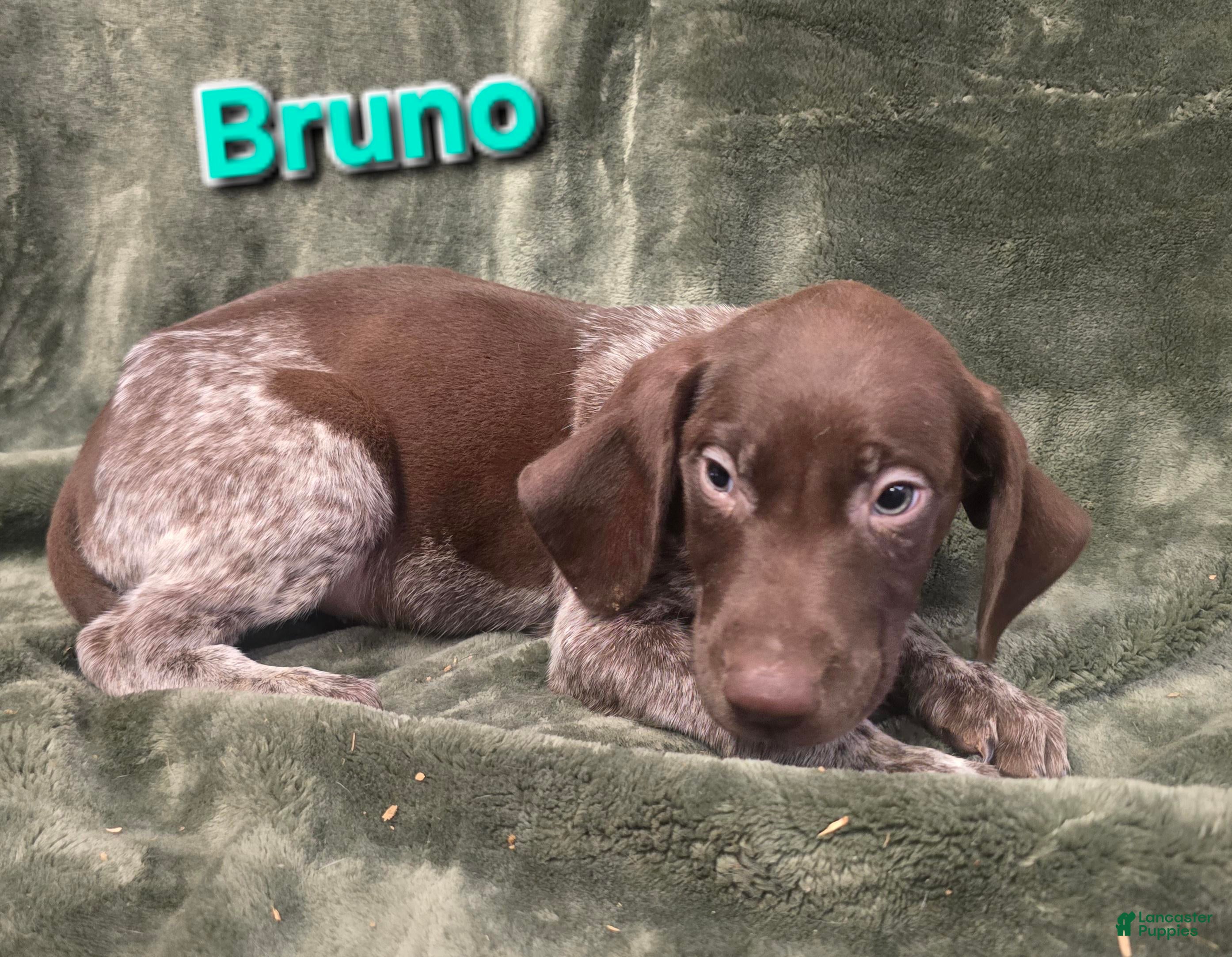 German Shorthaired Pointer dogs BRUNO - Ad 27
