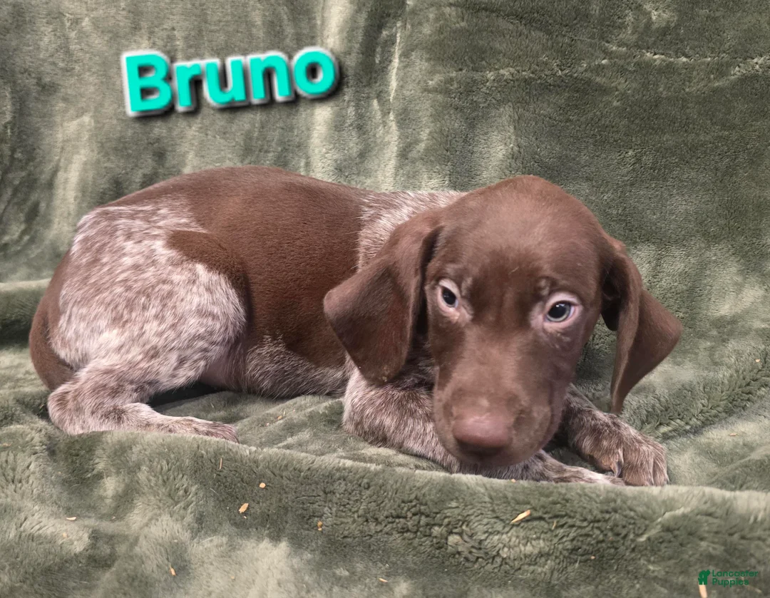 German Shorthaired Pointer dogs for sale: BRUNO - Ad 1