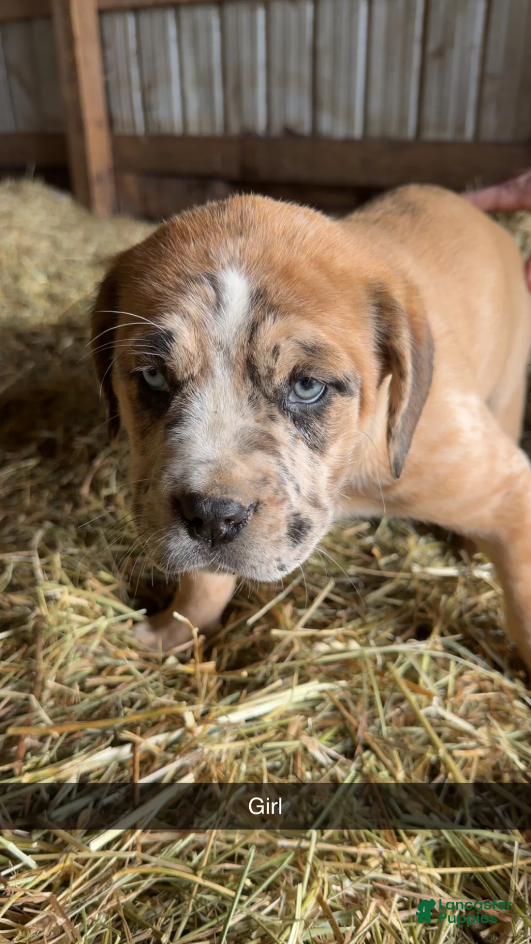 English Mastiff dogs for sale: English Mastiff Puppy 4 - Ad 2