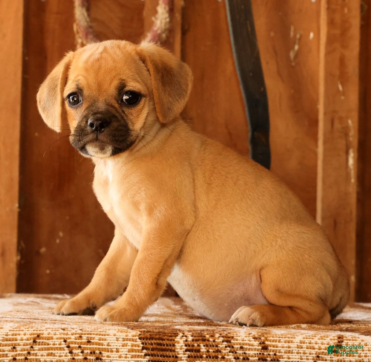 Puggle dogs for sale: Rosie - Ad 1