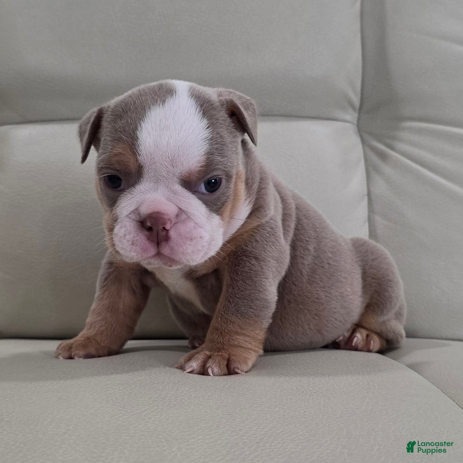 English Bulldog dogs Anna - Ad 11