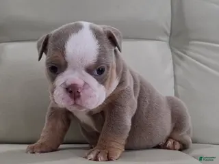 English Bulldog dogs Anna - Ad 34