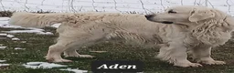Golden Retriever dogs for sale: Emily - Ad 9