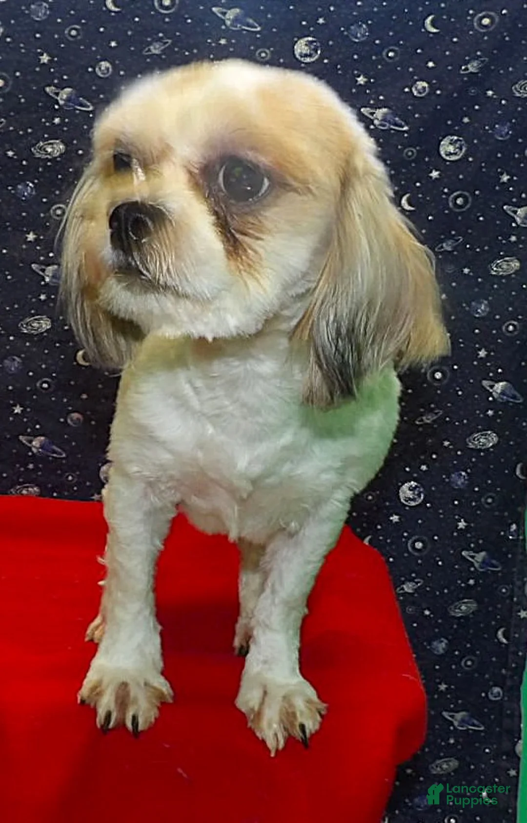 Teddy Bear dogs for sale: Ruth - Ad 2