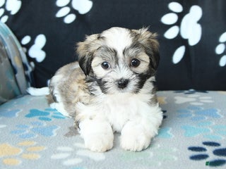 Mixed Breed dogs - Ad 17