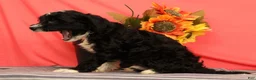 Cavapoo dogs for sale: Victor - Ad 5