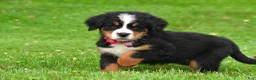 Bernese Mountain Dog dogs for sale: Nicole - Ad 6