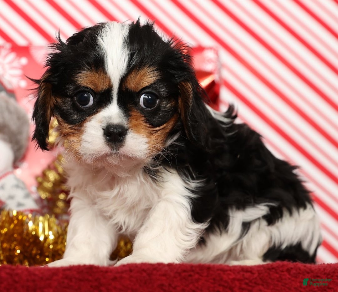 Cavalier King Charles Spaniel dogs for sale: Bobby - Ad 4