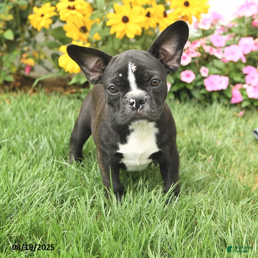 Boston Terrier Mix Havanese French Bulldog Mix Boston Terrier