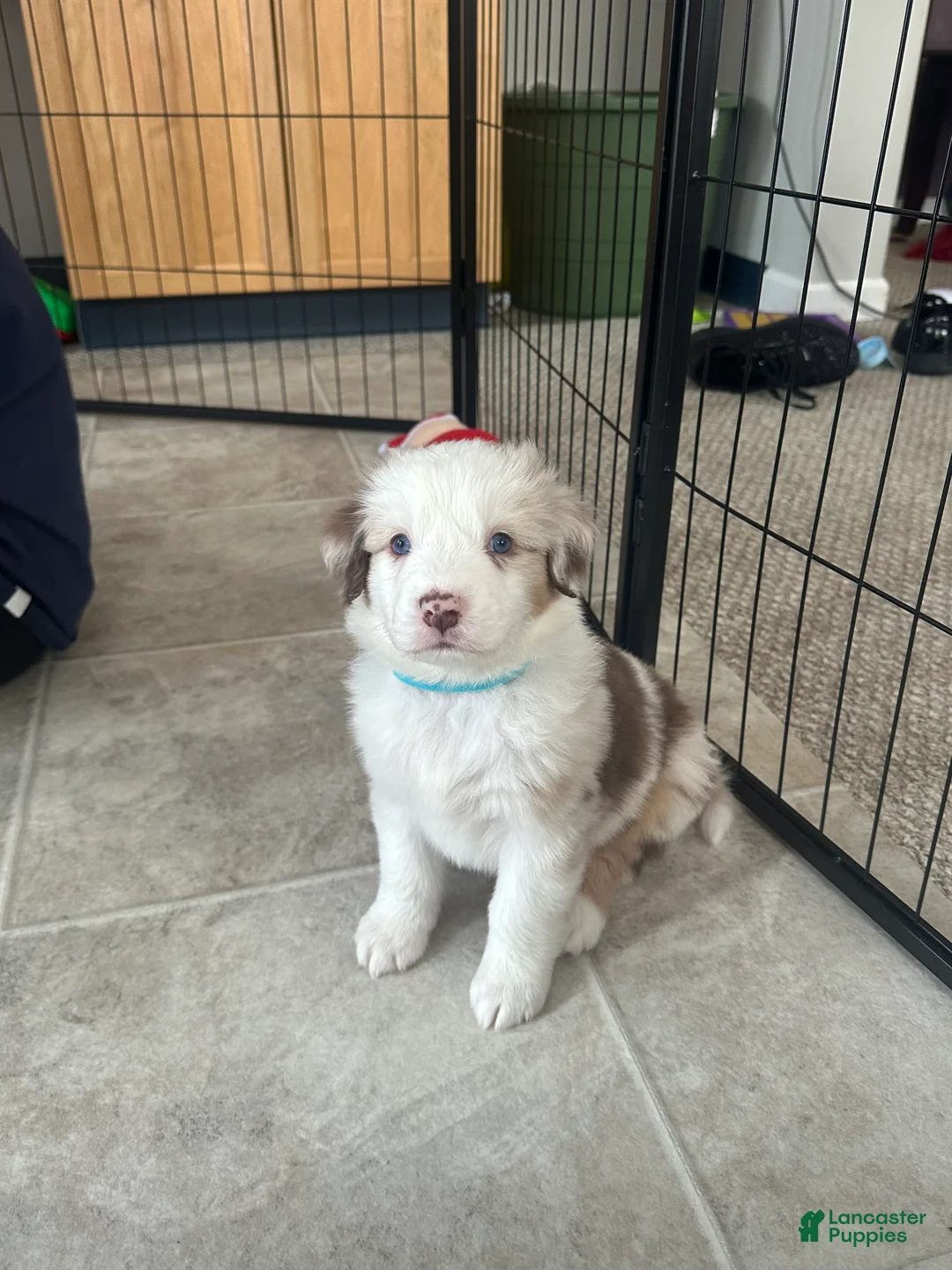 Australian Shepherd dogs for sale: Fearless Pepperoni  - Ad 2
